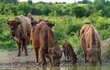 30 kilometrů od východního okraje Prahy narazíte na přírodu, která se podobá té v Africe.