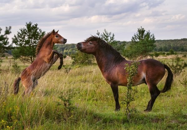 30 kilometrů od východního okraje Prahy narazíte na přírodu, která se podobá té v Africe.