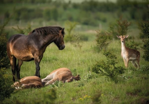 30 kilometrů od východního okraje Prahy narazíte na přírodu, která se podobá té v Africe.