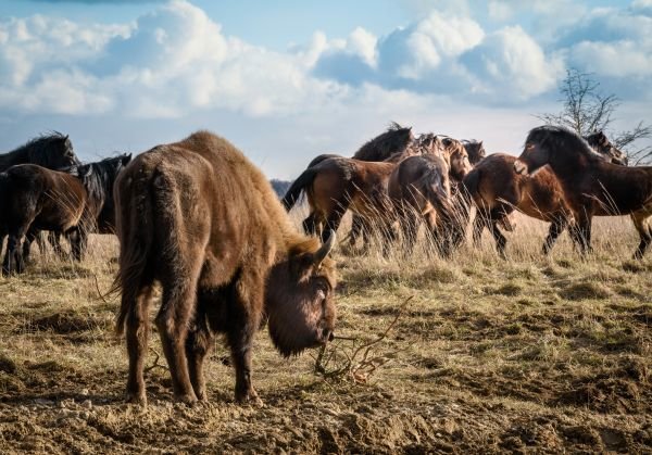 30 kilometrů od východního okraje Prahy narazíte na přírodu, která se podobá té v Africe.