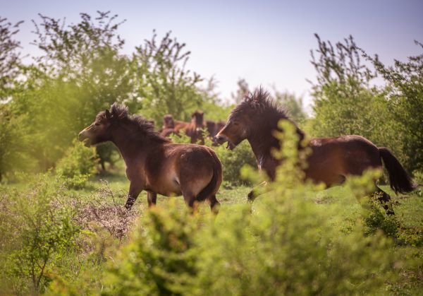 30 kilometrů od východního okraje Prahy narazíte na přírodu, která se podobá té v Africe.