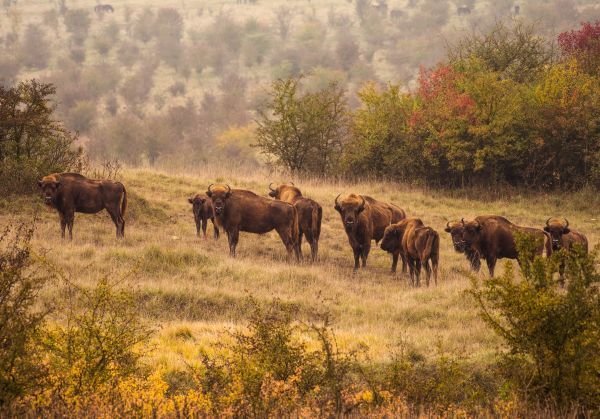 30 kilometrů od východního okraje Prahy narazíte na přírodu, která se podobá té v Africe.