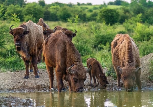 30 kilometrů od východního okraje Prahy narazíte na přírodu, která se podobá té v Africe.