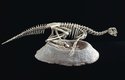 Vzácnými nálezy jsou fosilní kostry jedinců, sedících na svém hnízdě