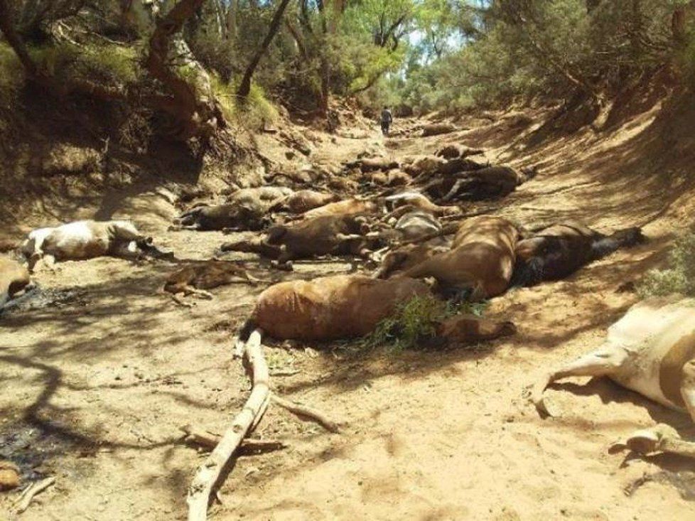 Extrémní sucho v Austrálii zabilo 90 koní