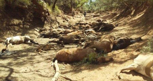 Extrémní sucho v Austrálii zabilo 90 koní
