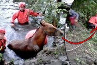 Po kopyta v problémech: Topící se koně zachránili odvážní hasiči!