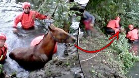 Záchranářům se nakonec podařilo koně dostat z vody nezraněné