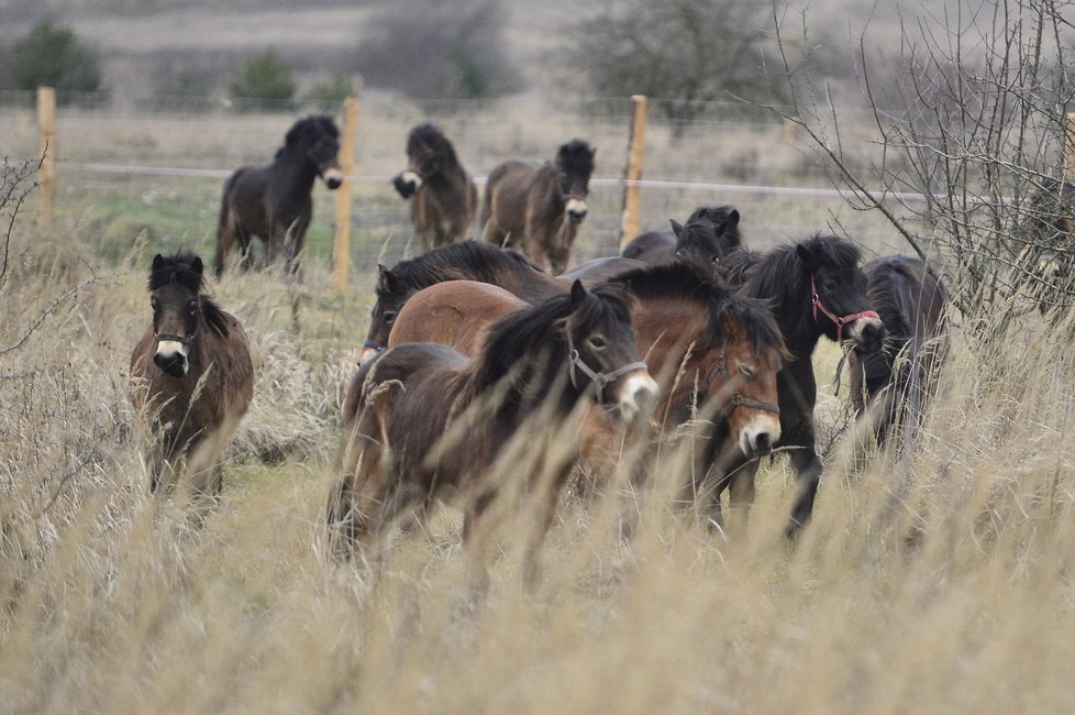 Leden 2015 – Na tuhle parádu se teď může každý přijet podívat do středočeských Milovic. Ve volné přírodě tu je zatím 14 divokých koní.