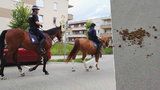 Výkaly po policejních koních na ulici: Jak je to s úklidem?