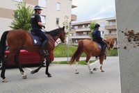 Výkaly po policejních koních na ulici: Jak je to s úklidem?