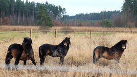 Janovský mokřad u Nýřan na Plzeňsku nově obývají exmoorští divocí koně. Dorazili sem z rezervace u Rokycan.