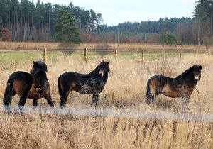 Janovský mokřad u Nýřan na Plzeňsku nově obývají exmoorští divocí koně. Dorazili sem z rezervace u Rokycan.