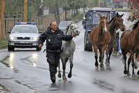 V centru Jihlavy pobíhalo devět koní