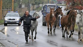 Stádo uprchlých koní naháněla po Jihlavě policie