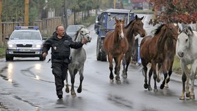 Stádo uprchlých koní naháněla po Jihlavě policie