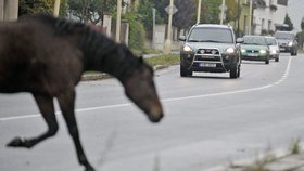 Stádo devíti koní se v neděli odpoleně pohybovalo po Jihlavě
