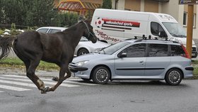 Řidiči před splašenými zvířaty raději zastavovali