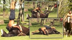 Málokdo by tušil, že cvičení jógy už praktikují i sami koně.