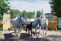 Při nehodě zemřel správce kladrubského hřebčína