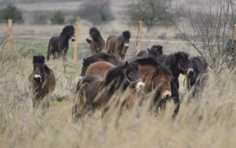 Divocí koně obývají pastviny u Milovic od ledna 2015.