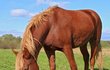 Koně jsou důvod, proč se Bolek stále vrací na svou bývalou farmu v Olšanech.