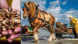Unikát v Belgii: »Mořský koník« loví krevety! Už 700 let stejným způsobem