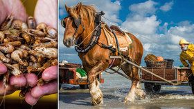 Unikát v Belgii: »Mořský koník« loví krevety! Už 700 let stejným způsobem