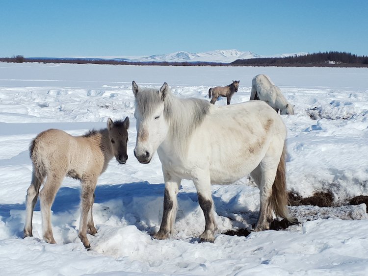 Koně zdusávají hluboký sníh, který pokrývá permafrost, v sibiřském Pleistocénním parku