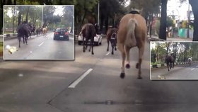 Mexické policii uteklo stádo třiceti koňů
