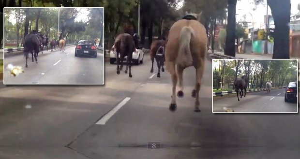Mexické policii uteklo stádo třiceti koňů