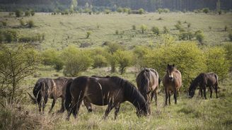 Safari po Česku: Za divoce žijícími zvířaty nemusíte do Afriky, najdete je i v Milovicích