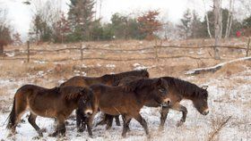 Mladí divocí koně z Milovic už běhají v rezervacích ve východních Čechách.