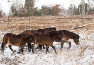 Mladí divocí koně z Milovic už běhají v rezervacích ve východních Čechách.