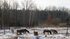 Do lokalit Na Plachtě na okraji Hradce Králové a v Ptačím parku Josefovské louky u Jaroměře dnes převezli celkem devět koní.