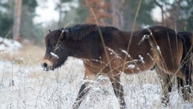 Organizátorům se dnes podařilo v Milovicích, kde v rezervaci divocí koně žijí od roku 2015, naložit devět z deseti mladých exmoorských hřebců, kteří se narodili v roce 2016.