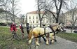 Koně v městském parku, proč ne?
