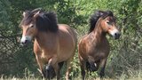 Divocí koně pobíhají v Podyjí: Spasou všechno a musí se množit