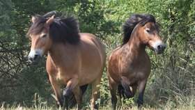 Šest divokých koní z anglického Exmooru se 14. června po aklimatizaci začalo prohánět v první ze dvou vybraných lokalit Národního parku Podyjí v bývalé vojenské střelnici u Mašovic na Znojemsku.