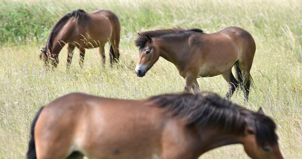 Šest divokých koní z anglického Exmooru se 14. června po aklimatizaci začalo prohánět v první ze dvou vybraných lokalit Národního parku Podyjí v bývalé vojenské střelnici u Mašovic na Znojemsku.