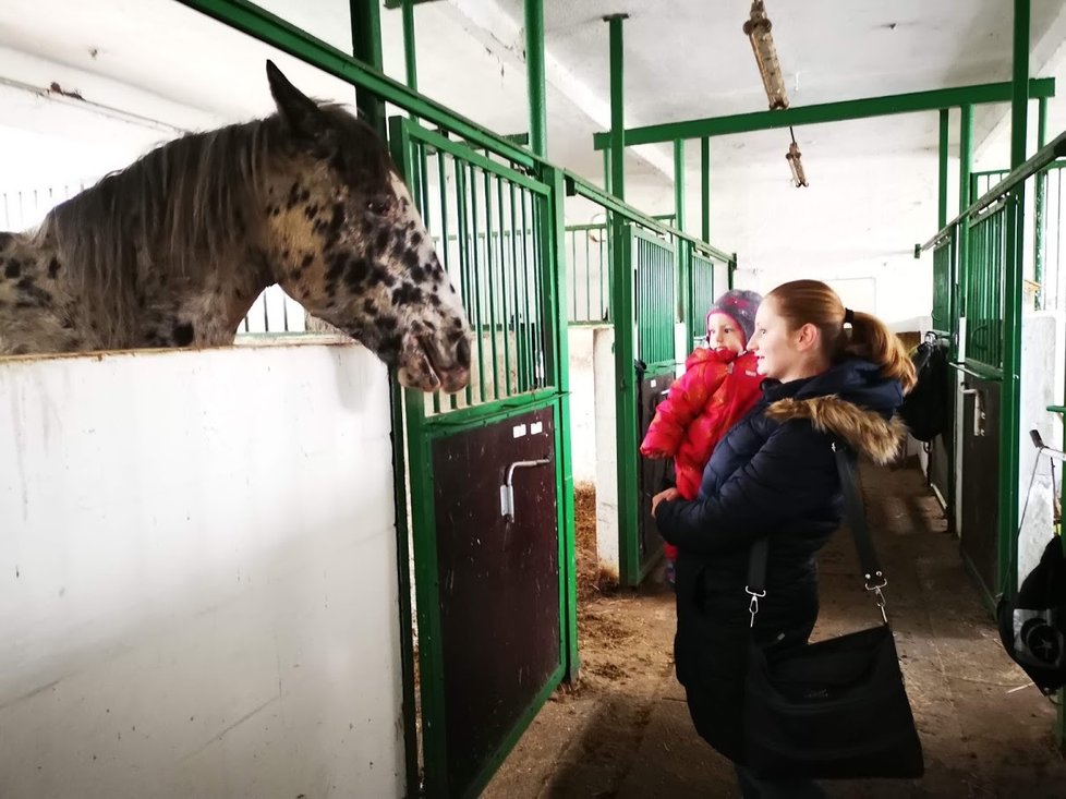 Takhle to vypadá ve stájích koní, kteří v Praze vozí turistické povozy. V některých dokonce probíhají dny otevřených dveří, kdy si veřejnost může na vlastní oči prohlédnout, že s koňmi není špatně zacházeno. Z pražských politiků se prý ale dosud nedostavil ani jeden.