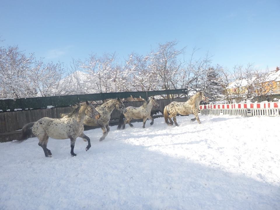 Nebrázdí-li koně zrovna ulice Prahy, tráví svůj volný čas v normálním výběhu. Jejich denní šichta přitom není celodenní, jak by se mohlo zdát, ale šestihodinová. Koně se totiž střídají.