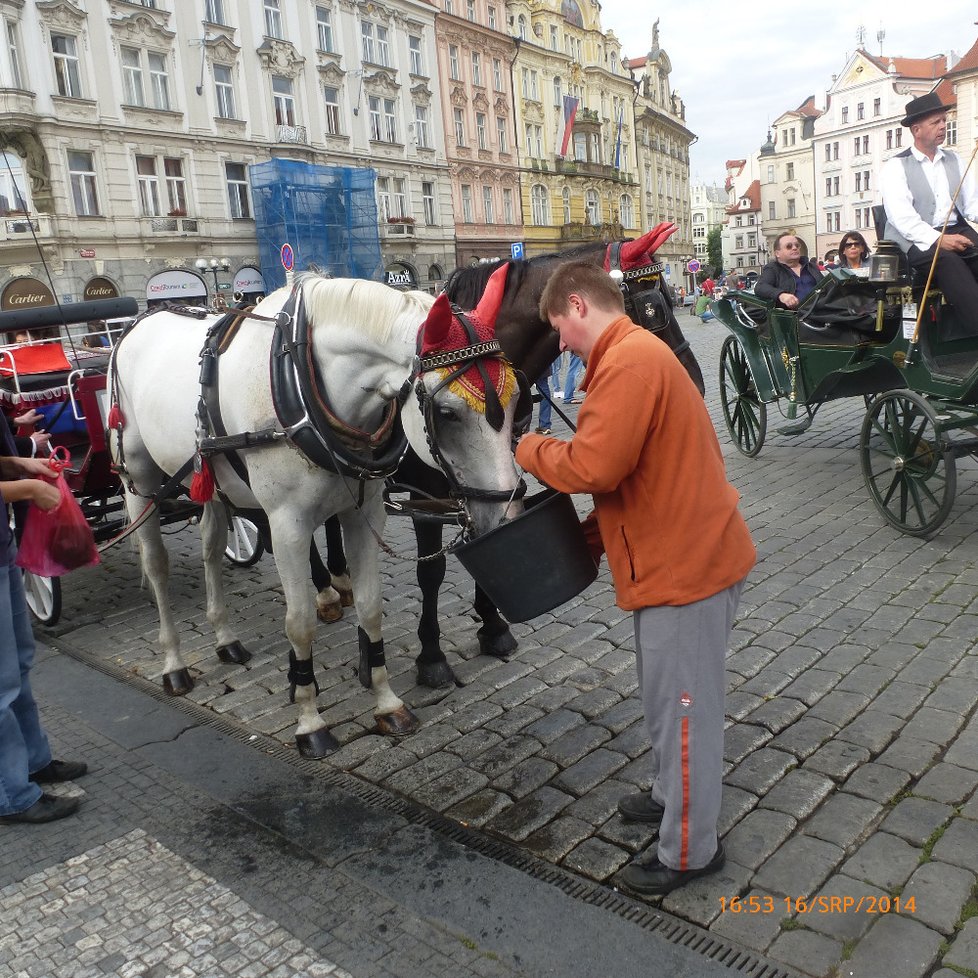 Podle fiakristů a povozníků je o koně v Praze dobře postaráno. Pravidelně například postupují veterinární prohlídky.