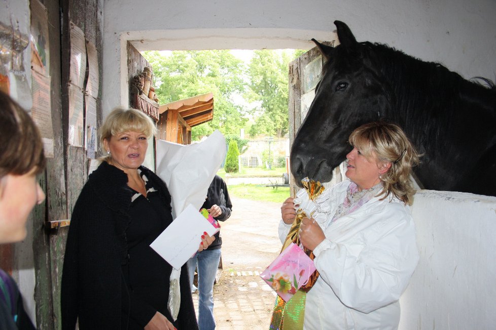 Podle fiakristů a povozníků je o koně v Praze dobře postaráno. Pravidelně například postupují veterinární prohlídky.