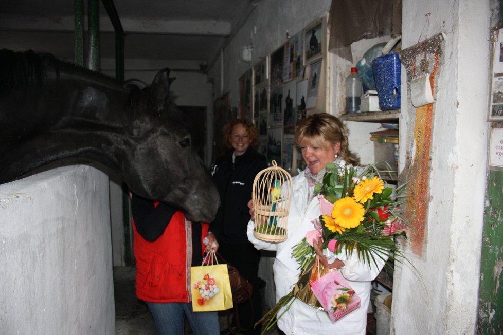 Podle fiakristů a povozníků je o koně v Praze dobře postaráno. Pravidelně například postupují veterinární prohlídky.