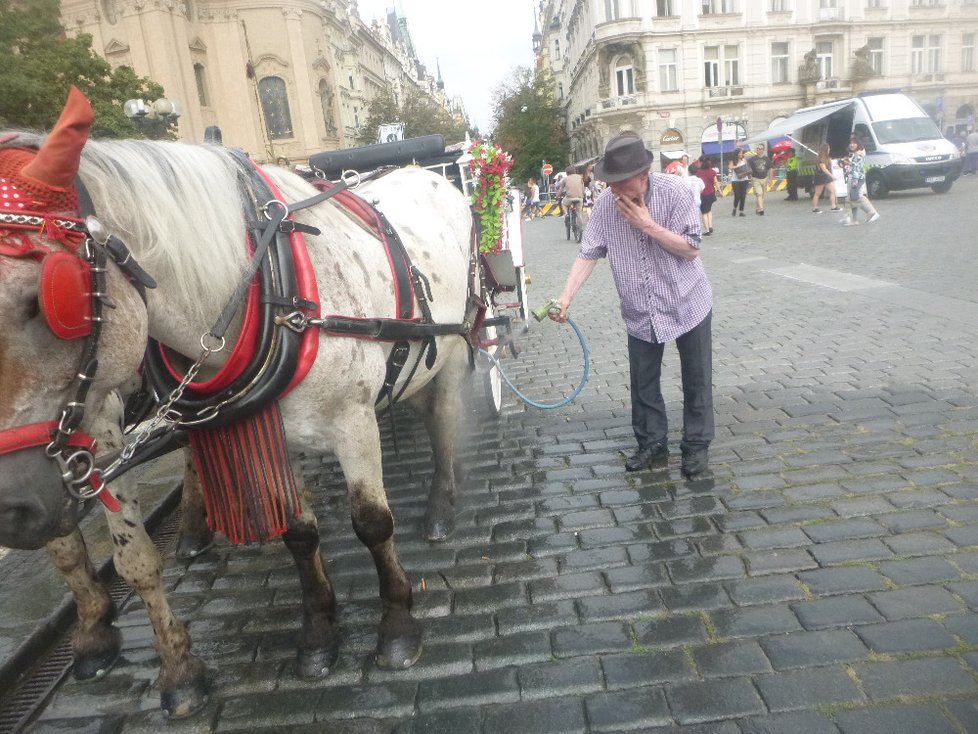 Během letních období se koně kropí vodou z hydrantů.