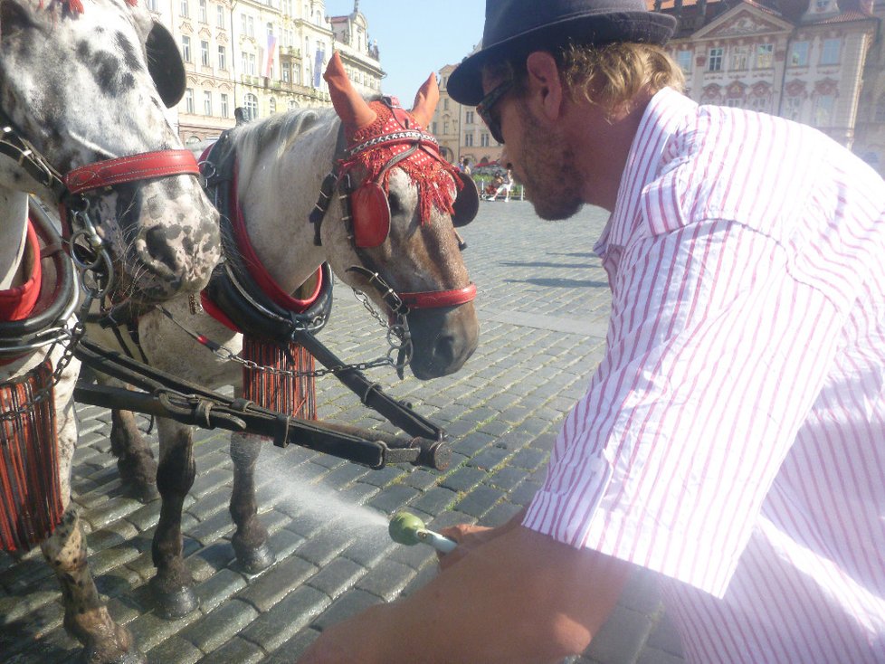 Během letních období se koně kropí vodou z hydrantů.