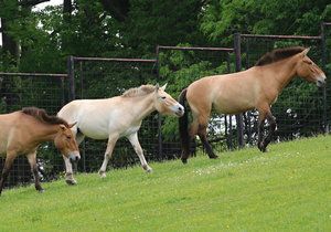 Koně Převalského se v pražské zoo dočkají nových stájí i většího výběhu. (ilustrační foto)