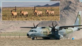 Do Mongolska koně z Česka přivezl letoun CASA. Ten však na na místě poslouží ještě při převozu koní mezi dvěma mongolskými parky.
