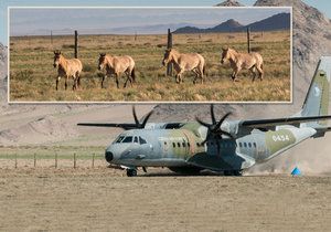 Do Mongolska koně z Česka přivezl letoun CASA. Ten však na na místě poslouží ještě při převozu koní mezi dvěma mongolskými parky.